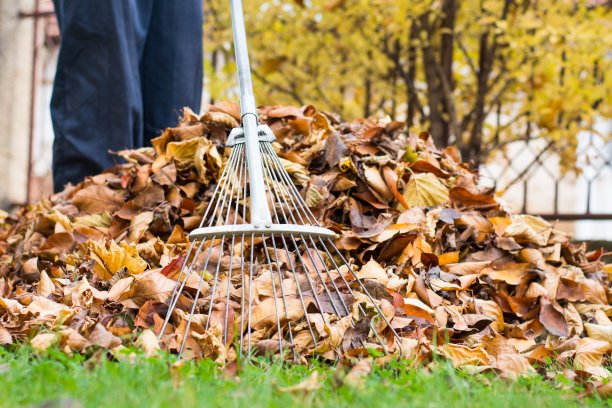 rake