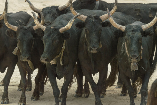 bull