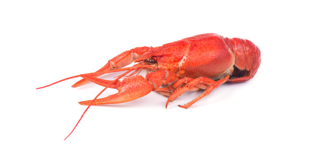 crawfish