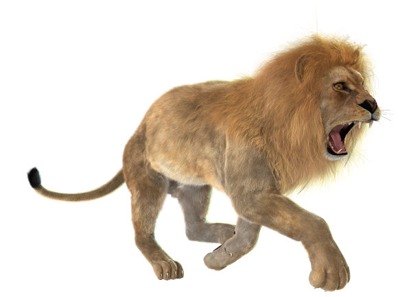 lions