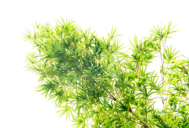 野草