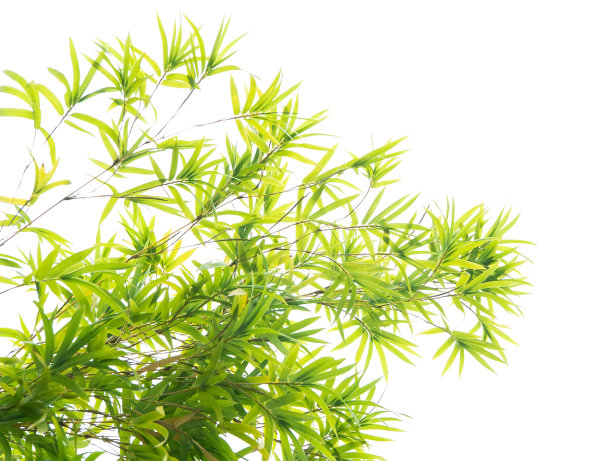 野草