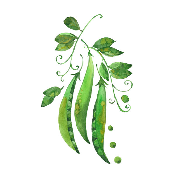 lathyrus