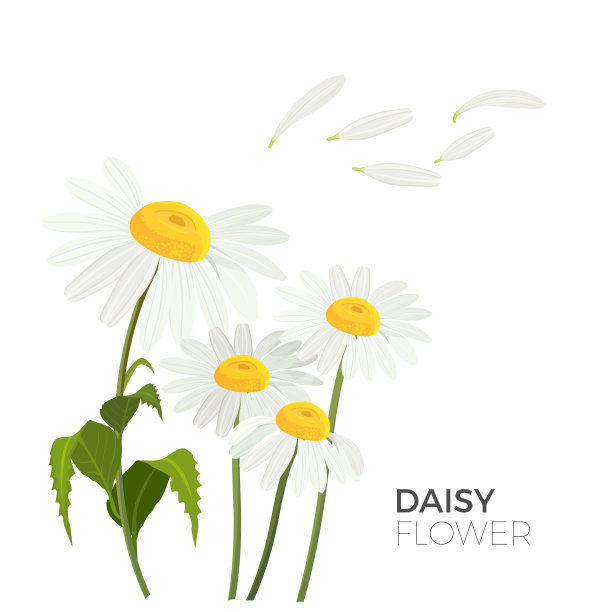 daisy