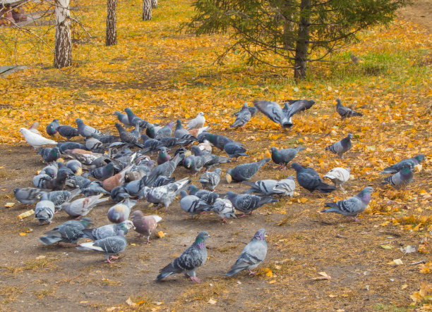 pigeon