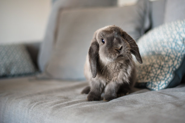 bunny