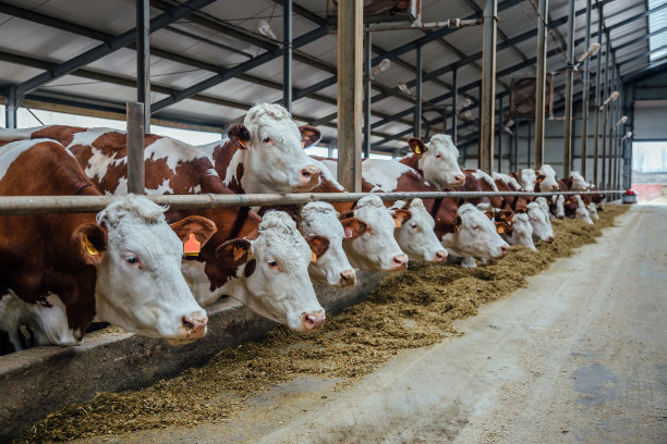 dairy