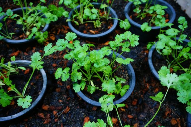 cilantro