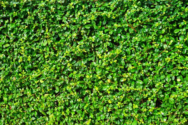 绿色植物墙,绿植,植物墙