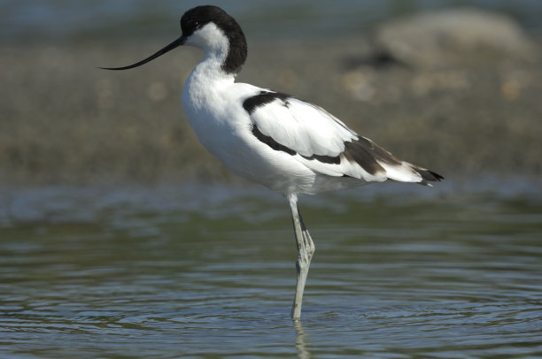 avocet