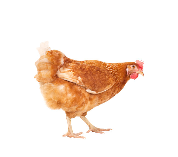 hen