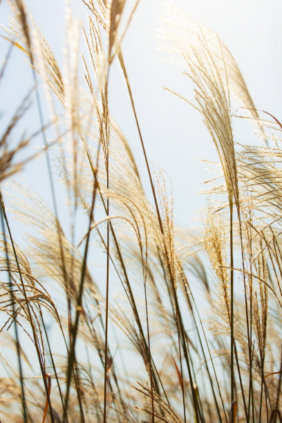 reed