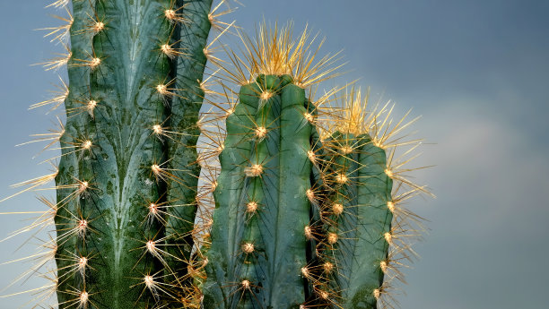 cacti