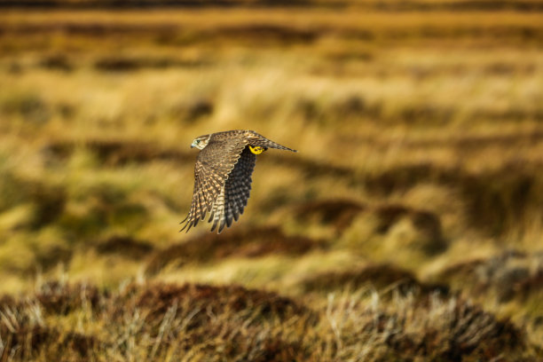 falcon