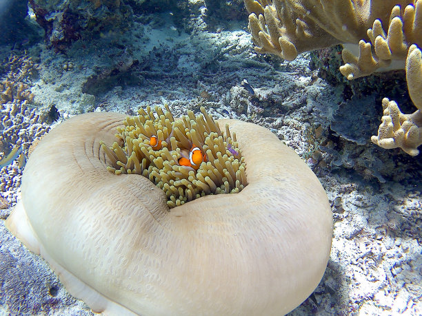 anemonefish