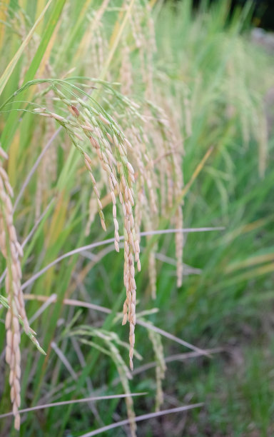 泰国茉莉香米