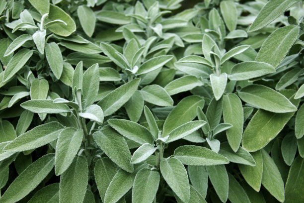 salvia