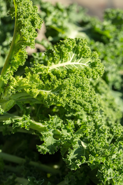 kale