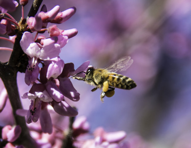 pollination