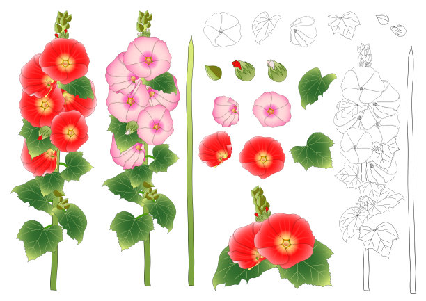stockrose
