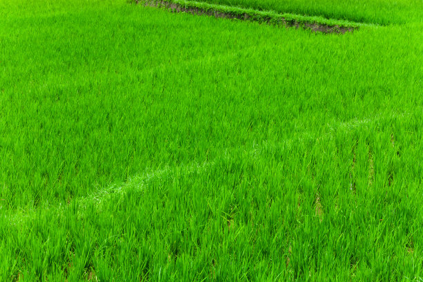 绿色香米稻田