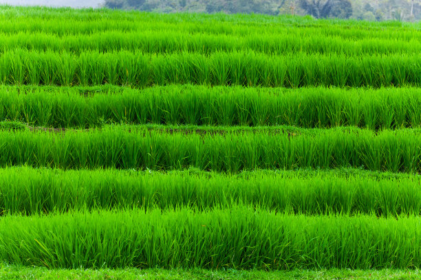 绿色香米稻田