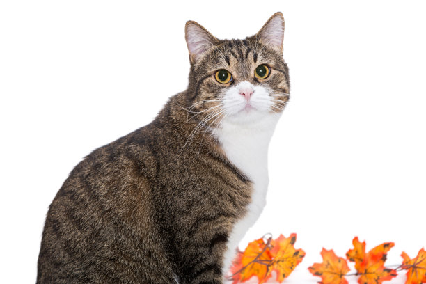斑纹猫