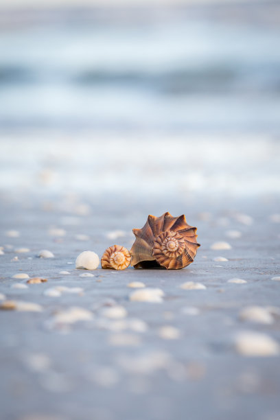conch