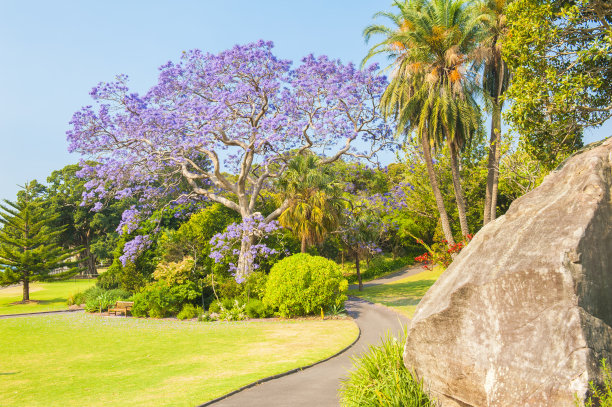 jacaranda