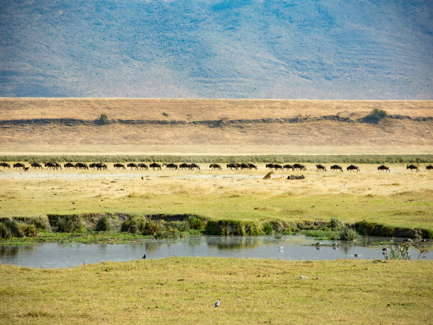 wildebeest