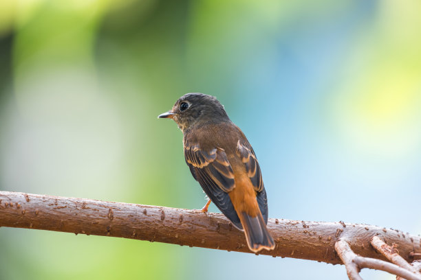 robin-chat