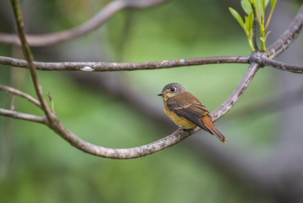 robin-chat