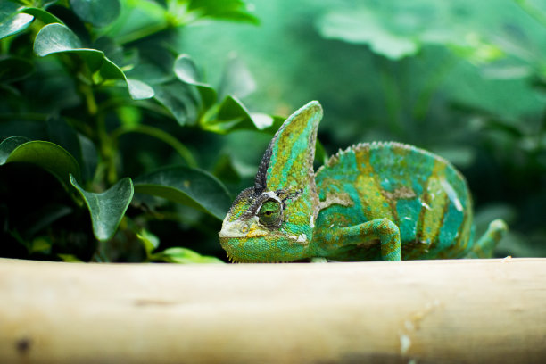 chamaeleon