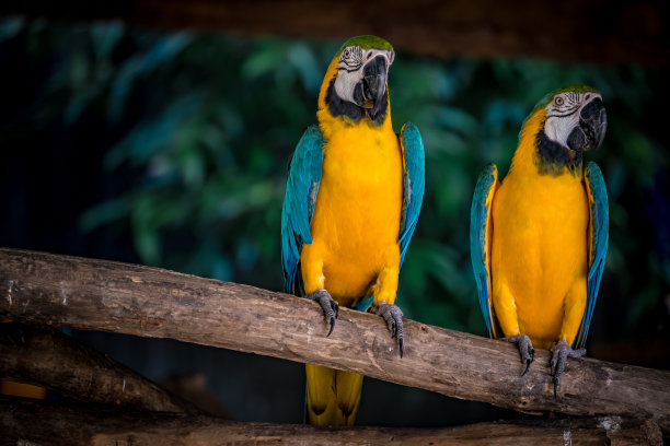 macaw