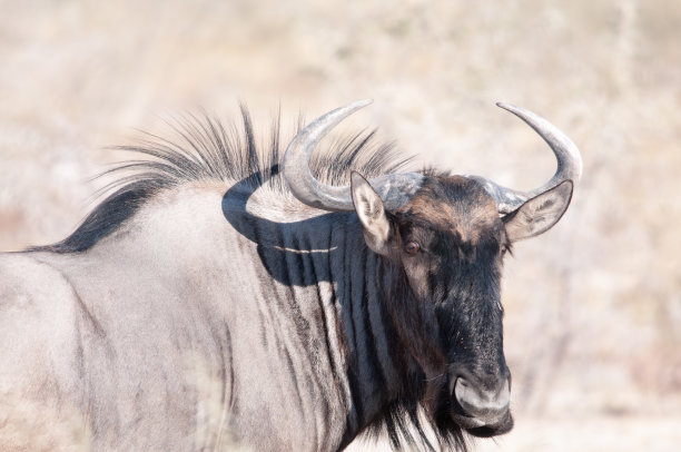 wildebeest