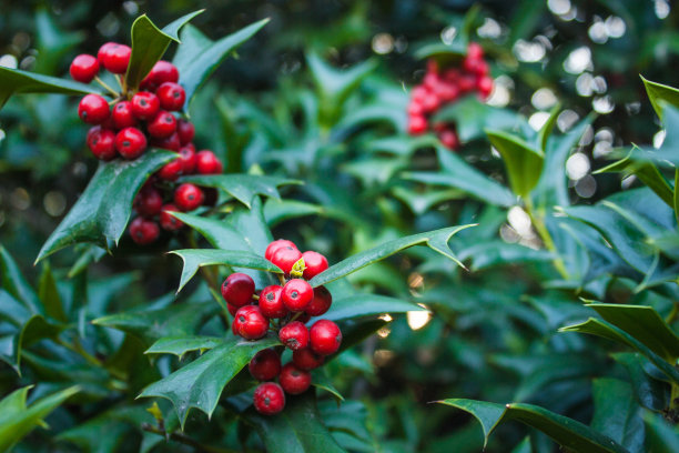 holly