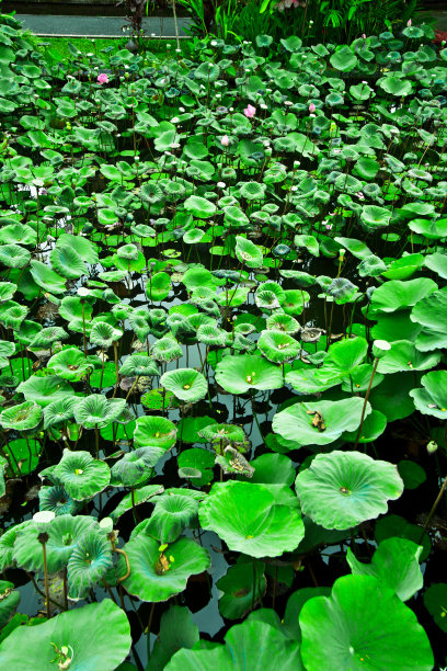 水草水花