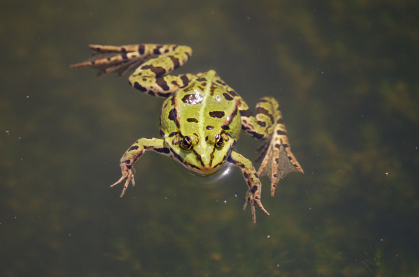 frog