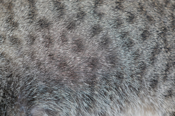 hairs
