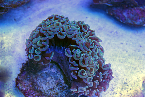 榔头珊瑚