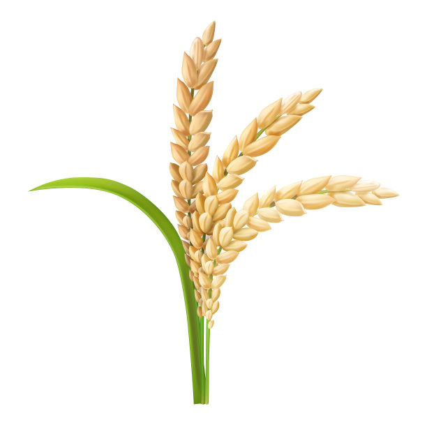 rice