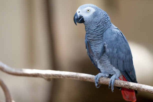 macaw