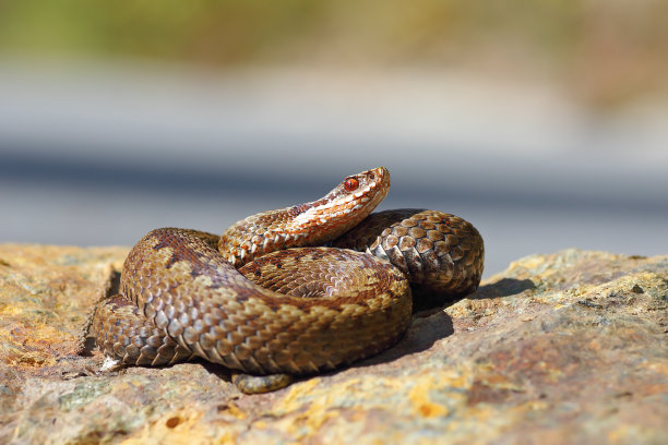 snake