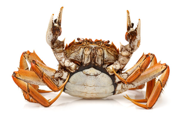 crab