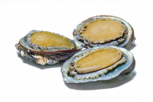 腹足动物