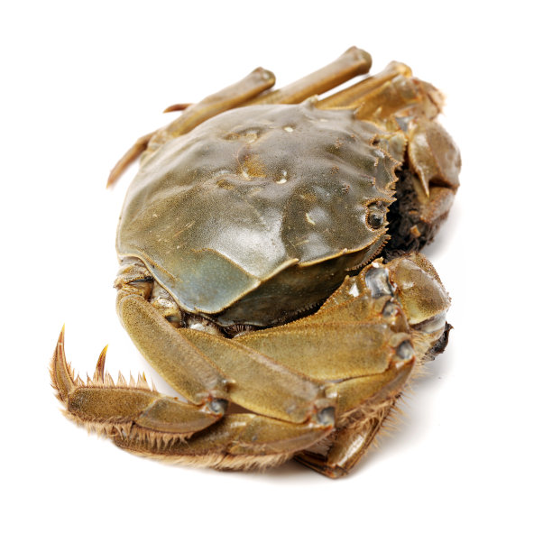 crab