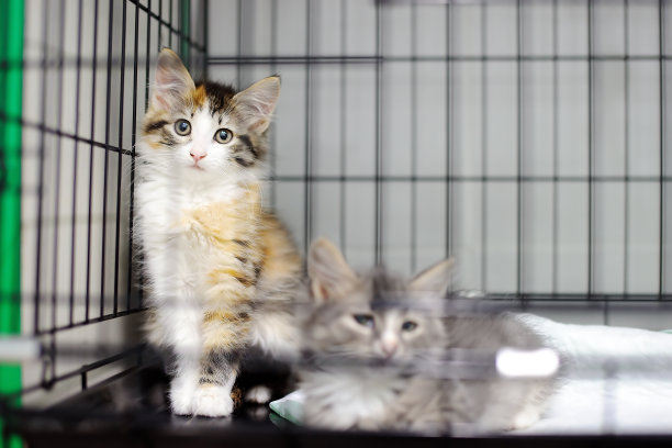 adopted
