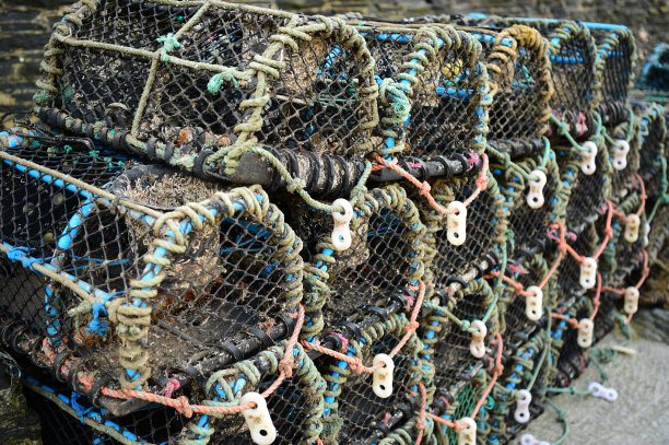 龙虾捕捞