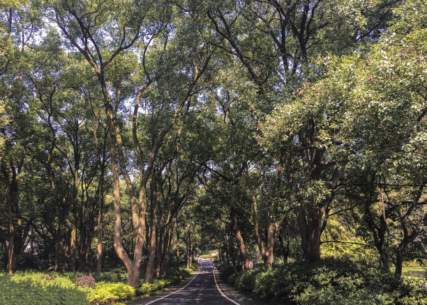 林荫路