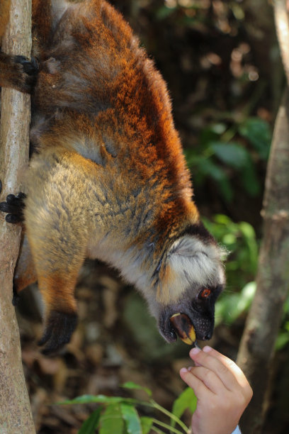 马达加斯加大狐猴